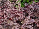 Heuchera mic. 'Palace Purple'  - Purperklokje