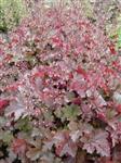 Heuchera mic. 'Chocolate Ruffles'  - Purperklokje