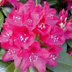 Rhododendron 'Nova Zembla'