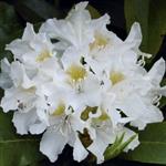 Rhododendron 'Cunningsham's White'