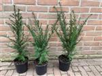 Taxus baccata Venijnboom in pot geleverd