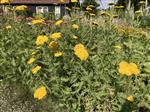 Achillea millefolium -  Duizendblad