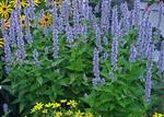 Agastache 'Blue Fortune'