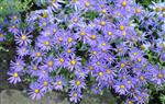 Aster Lady in Blue -  Herfstaster