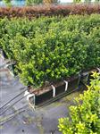 Ilex crenata 'Caroline Upright' kant en klaar haag elementen hoogte 70-80 cm.