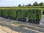 Ilex crenata 'Caroline Upright' kant en klaar haag elementen hoogte 80-100 cm.