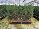 Taxus baccata kant en klaar haag elementen hoogte 70-80 cm.