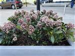 Skimmia japonica ‘Rubbela’