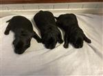 Te koop zwarte Labrador pups