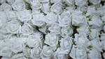 Actie foam roos 8 cm EVI Wit DOOS Bundel 5st Mooie grote rozen Puur wit
