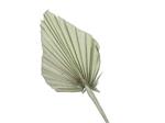Palmblad Palm Spear PastelGroen 7st Palm blad