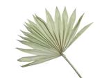 Palmblad Sun cut PastelGroen 5st Palm blad