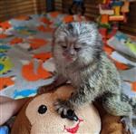 Charmante marmoset-apen beschikbaar