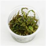 In-Vitro cup Hygrophila Pinnatifida - aquariumplant 100cc