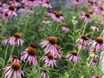 Verkoop van Echinacea purpurea in bulk 