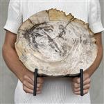 GEEN RESERVEPRIJS - Prachtig stuk versteend hout op aangepaste standaard - Gefossiliseerd hout - Pet