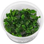 In-Vitro cup Bucephalandra Green - aquariumplant 100cc