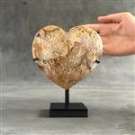 GEEN RESERVEPRIJS - Prachtig hartvormig stuk versteende palmwortel op een aangepaste standaard - Gef