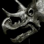 GEEN RESERVEPRIJS - Een replica van de Triceratops-schedel - Museumkwaliteit - Zwarte kleur-hars- Ta