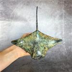 sculptuur, NO RESERVE PRICE - Manta Ray Sculpture on a Stand Patinated Bronze - 11.5 cm - Brons