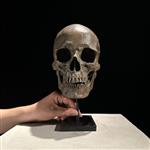 Beeld, Replica Human skull on a custom stand - Museum Quality - Brown Colour-Resin - 26 cm - Hars - 