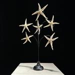 Maritieme objecten - NO RESERVE PRICE - Beautiful Starfish Family on stand - - Asteroïde