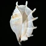GEEN RESERVEPRIJS - Prachtige Spider Conch Shell op een aangepaste standaard - Zeeschelp - Lambis la