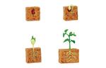 Levenscyclus - groene bonenplant (3D)