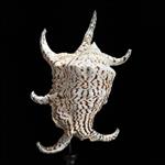 GEEN RESERVEPRIJS - Prachtige Spider Conch Shell op een aangepaste standaard- Zeeschelp - Lambis lam