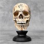 Snijwerk, NO RESERVE PRICE - Stunning hand-carved wooden human skull with a beautiful natural grain 