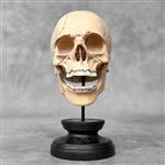 Snijwerk, NO RESERVE PRICE - Stunning Wooden Human Skull With A Beautiful Grain - 18 cm - Tamarinde 