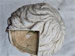 Svante   / Dan Jonsson / Roland Klang - Buste, Caesar Augustus , met opengewerkte hersenen - 35.3 cm