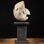 Fossiele Nautilus op vintage aangepaste sokkel - 430×150×150 mm