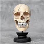 Snijwerk, NO RESERVE PRICE - Stunning hand-carved wooden human skull with a beautiful natural grain 