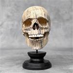 Snijwerk, NO RESERVE PRICE - Hand-carved Wooden Human Skull With Stand - 16 cm - Tamarinde hout - 20