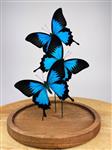 Vlinder Taxidermie volledige montage - Papilio ulysses - 29 cm - 23 cm - 23 cm - Geen-CITES-soort - 