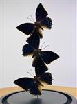 Vlinder Taxidermie volledige montage - Charaxes tiridates - 25 cm - 17 cm - 17 cm - Geen-CITES-soort