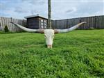 Langhoorn Schedel - XXL 150cm Longhorn Bull Skull - 0 cm - 150 cm - 0 cm