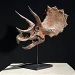 GEEN RESERVE PRICE - Een bruine replica van een dinosaurusschedel - Museumkwaliteit - Hars - Taxider