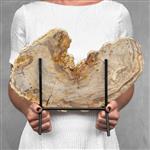 GEEN RESERVEPRIJS - Prachtig stuk versteend hout op aangepaste standaard - Gefossiliseerd hout - Pet
