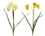 Actie Narcis zijdebloem triple bush Geel rechts op foto / stuk Narcis zijdebloem