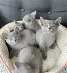 Rasechte Russisch blauwe kitten te koop