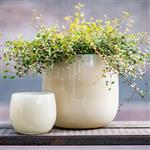 Pot | Beige | H14xD16 cm