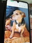 puppy-jackrussels