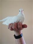 Witte duiven en tortelduifjes 