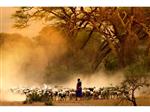 Glasschilderij Schaapsherder in Afrika | 923