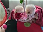 100% keeshond/pomeriaantjes pups met papieren 