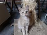 Leuke lieve kittens zoeken een goed thuis