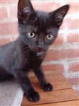 Leuke lieve kittens
