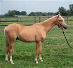 TE KOOP: Luxe 1.5 jarige  PALOMINO  pony hengst